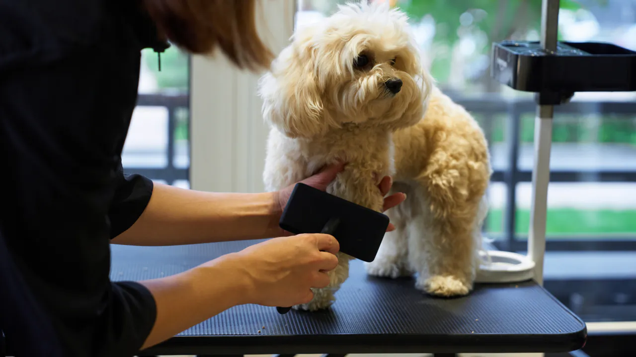 Groomer brushing a fluffy cream dog standing on a grooming table in a sunny salon