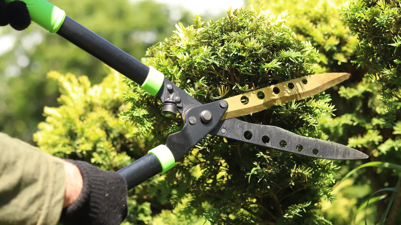 Gardener trimming an ornamental shrub with long-handled shears in bright sunlight