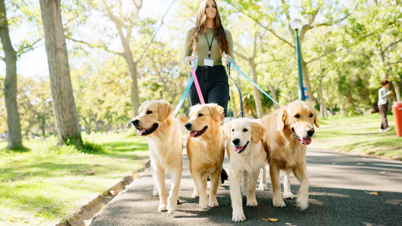 Dog walker leading four golden retrievers along a tree-lined park path