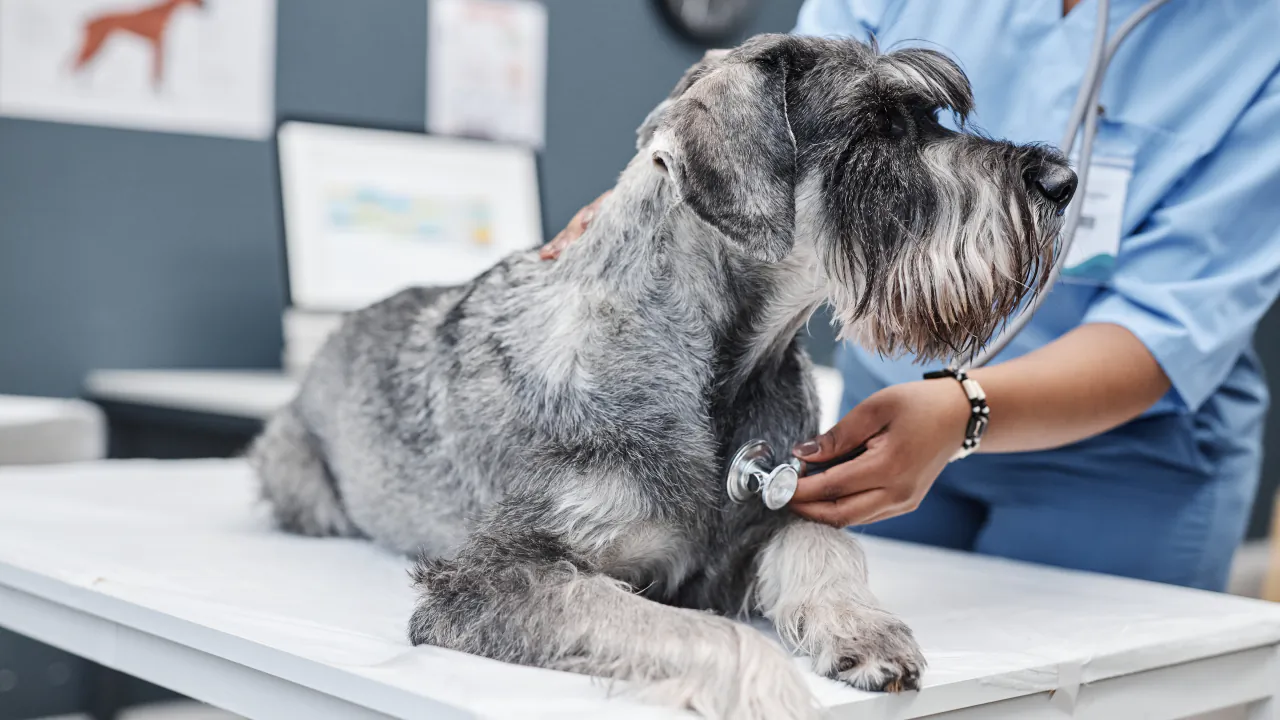 Vet listening to a schnauzer's heartbeat with a stethoscope on the consulting table