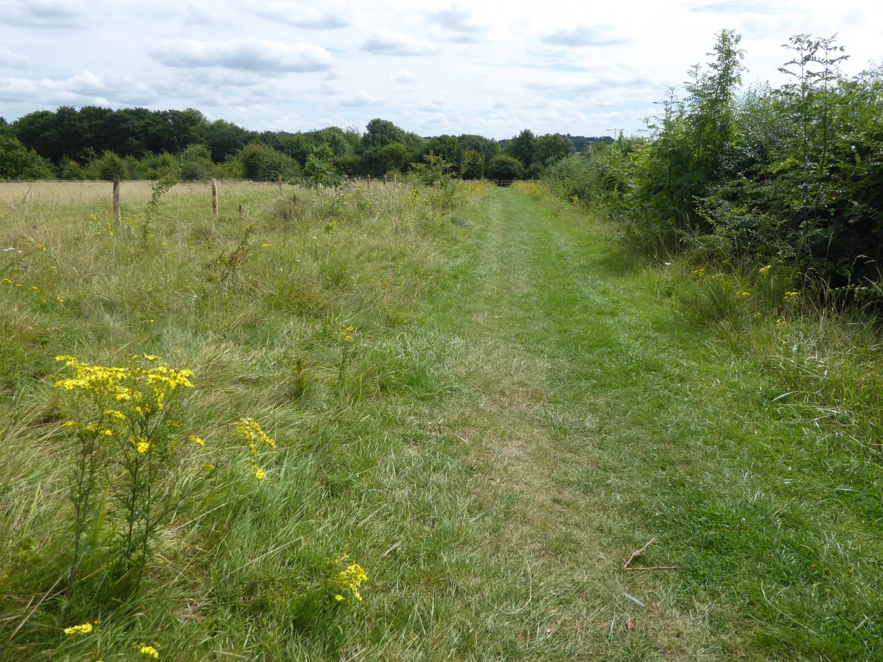 Grassland path through Hainault Forest Country Park, near Aldborough Hatch