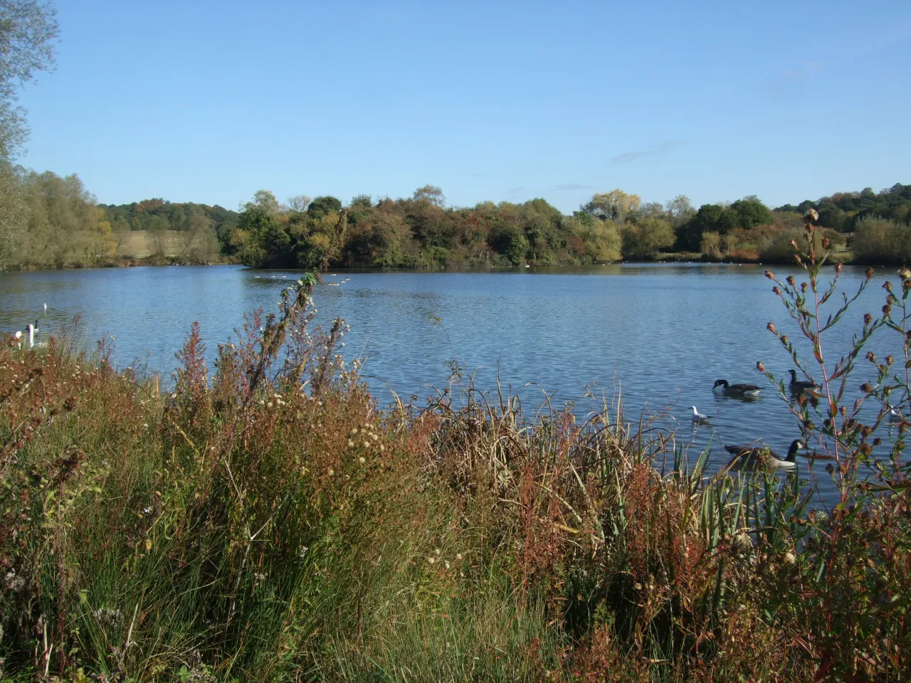 The lake and woodland at Hainault Forest Country Park, remnant of the former royal hunting forest