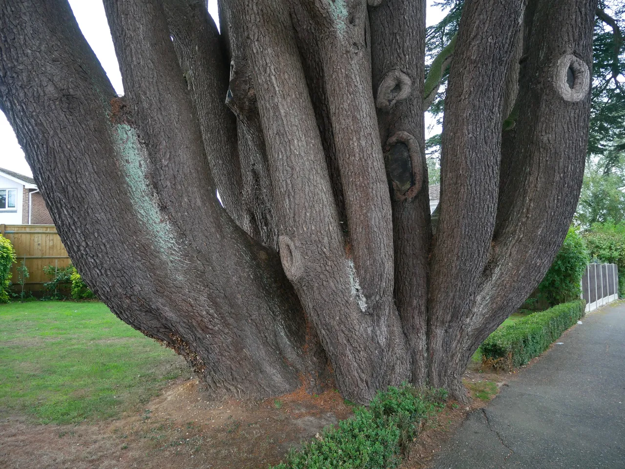 The Aperfield Cedar, an ancient tree and local landmark in the hamlet