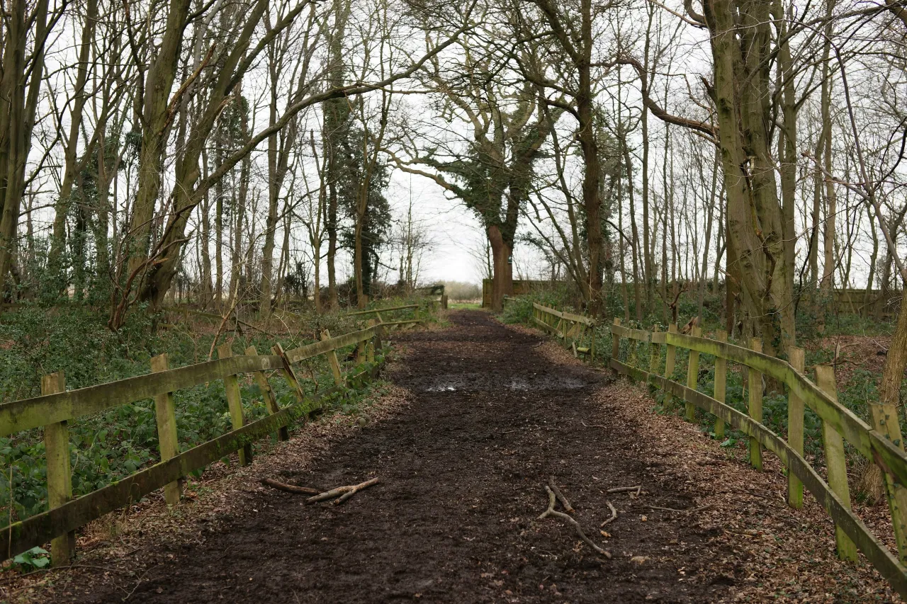 Woodland path through Whitewebbs Wood, near Bulls Cross, Enfield