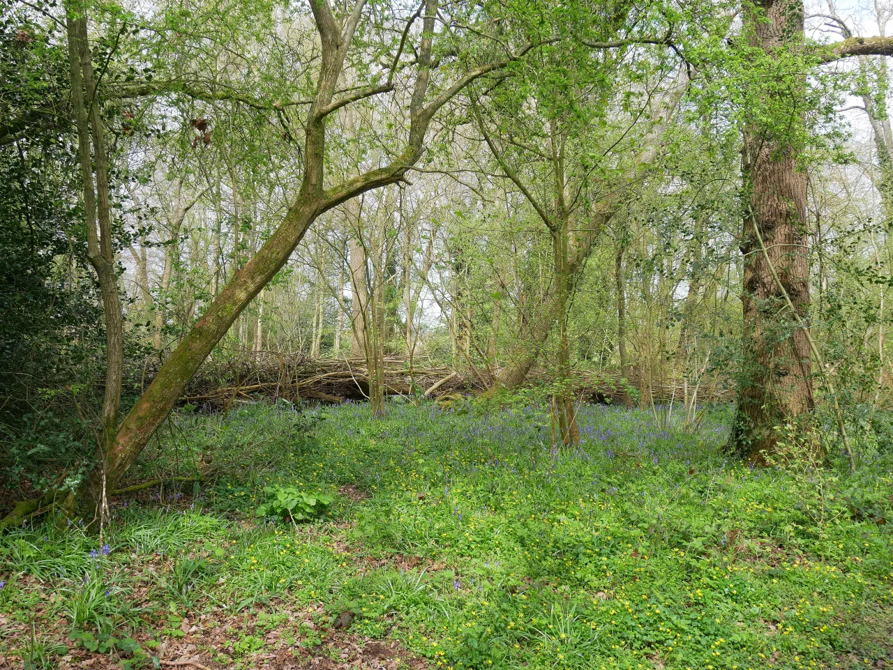 Lilly's Wood, the green woodland between Goddington and Chelsfield