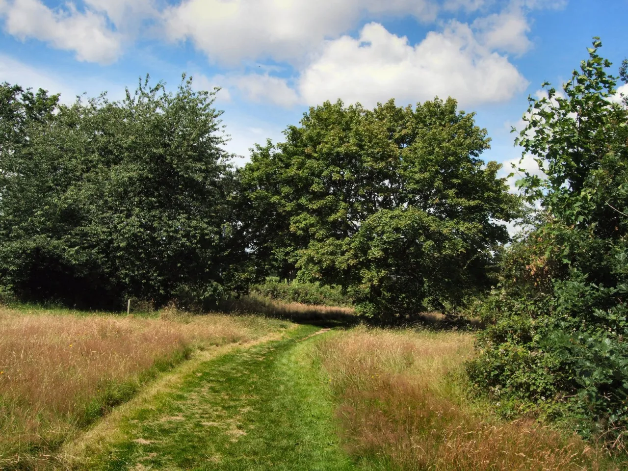 A grass path through trees in Lloyd Park, on the edge of Coombe in Croydon