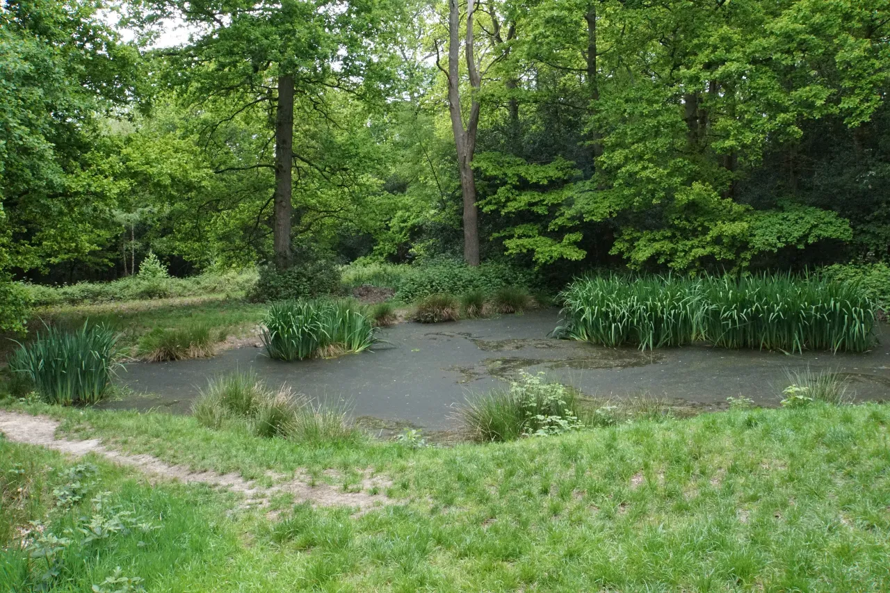 A pond surrounded by woodland on Coulsdon Common