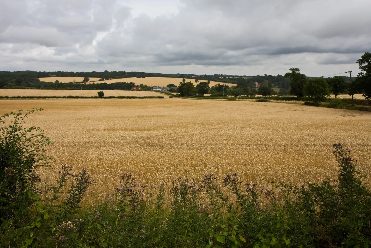 Green belt farmland near Rectory Farm, in the countryside around Crews Hill, Enfield