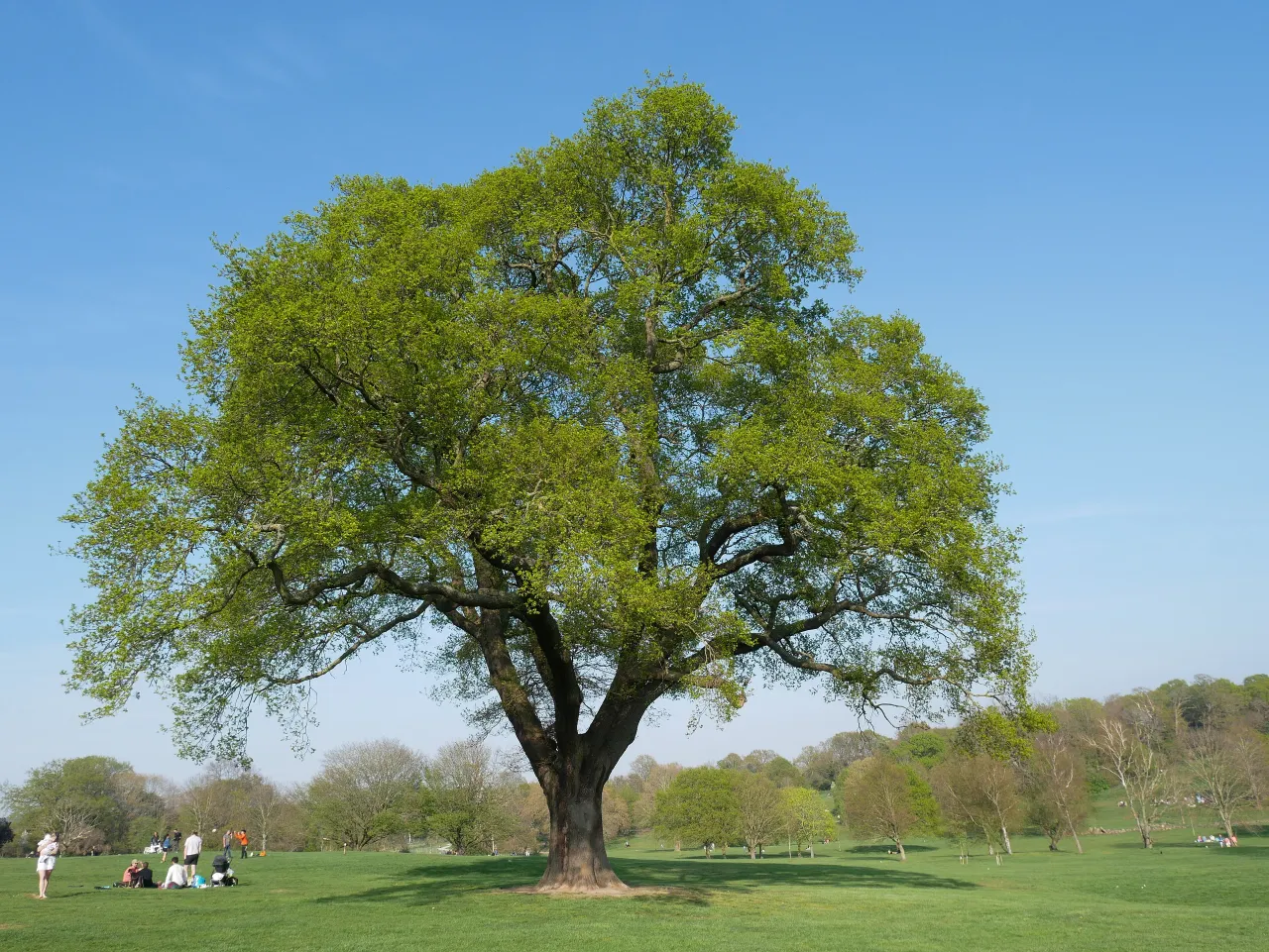 A large tree and open parkland at Beckenham Place Park, near Elmers End