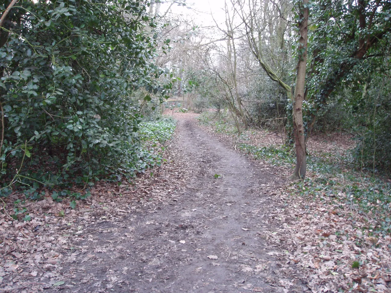 Woodland path through Oxleas Woodlands, Greenwich, near Falconwood