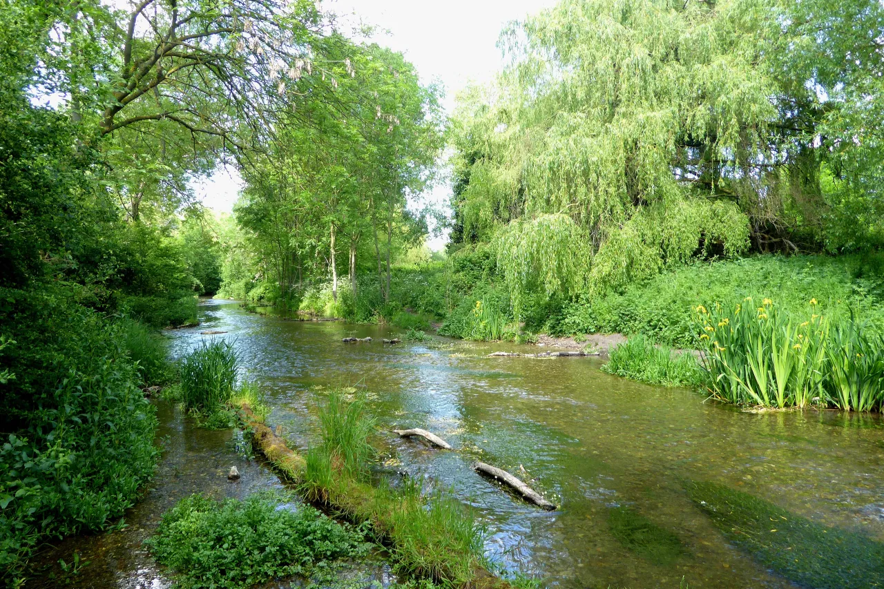 The River Cray flanked by willows in Foots Cray Meadows, DA14