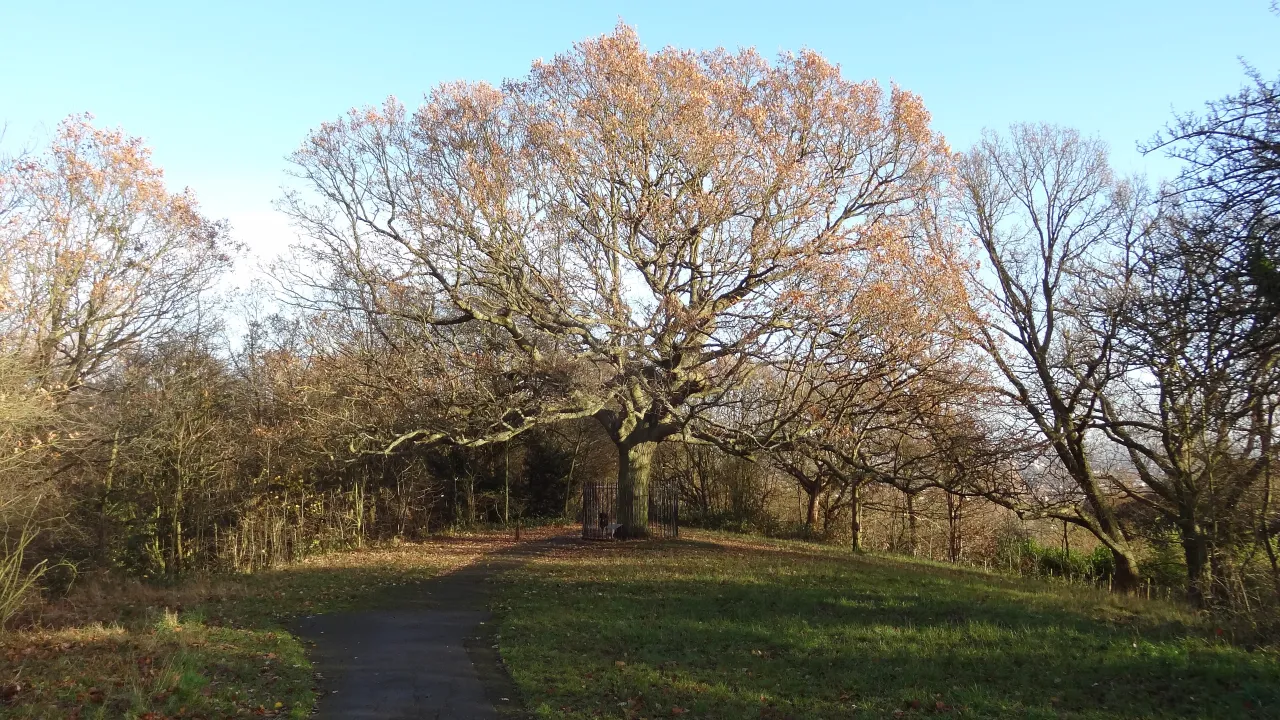 The Honor Oak tree on One Tree Hill, Honor Oak, London