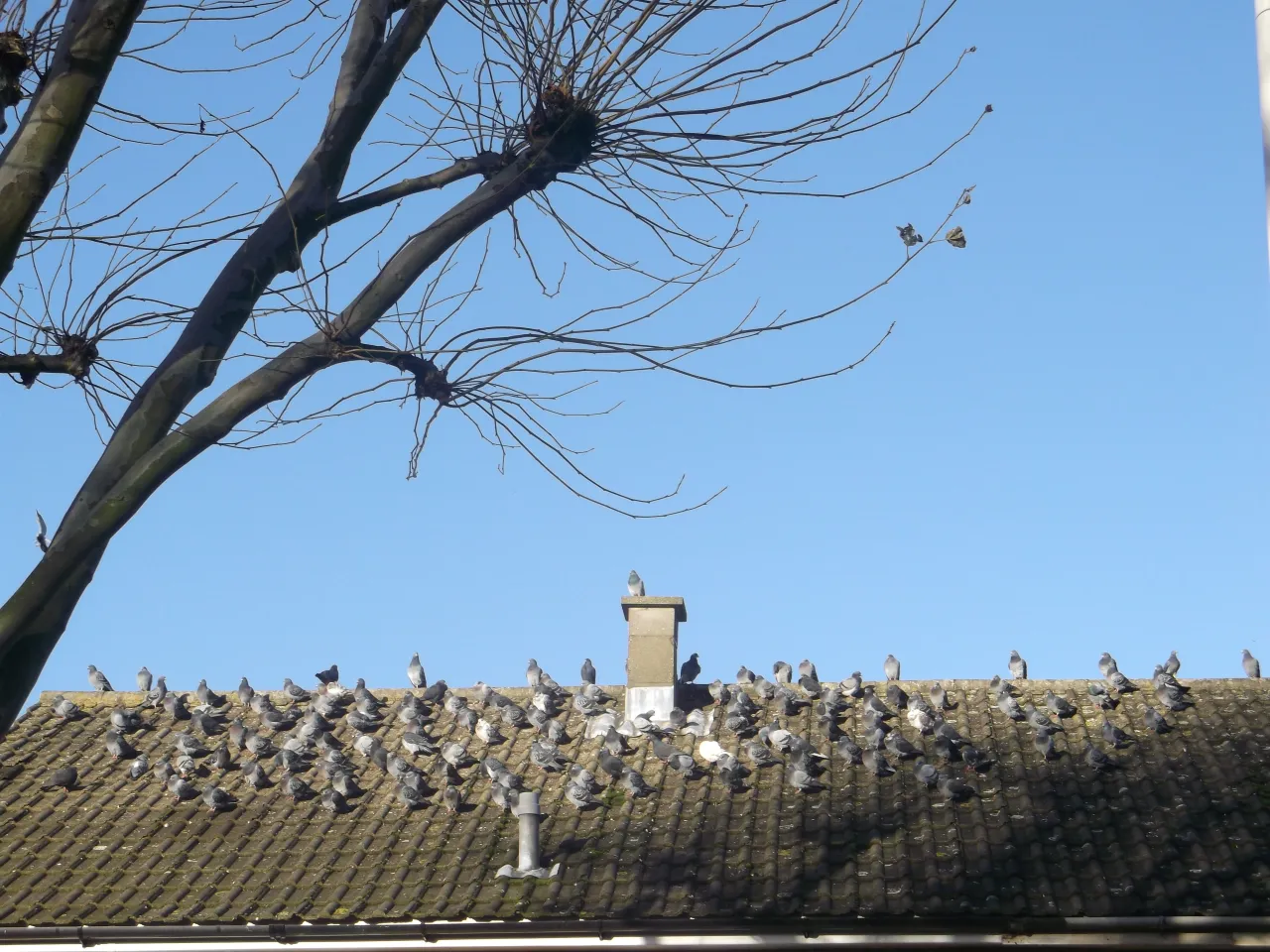 Pigeons in a green space in Little Ilford, Newham