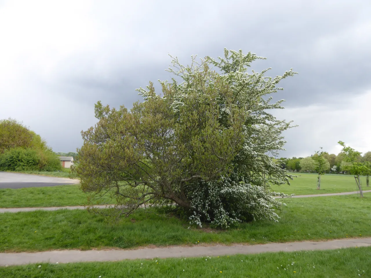 Norbury Park, the green open space that gives this Croydon suburb its name