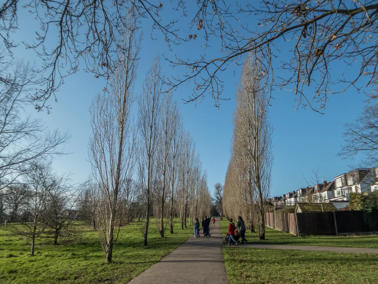 The poplar avenue in Oakwood Park, with houses beyond and people walking