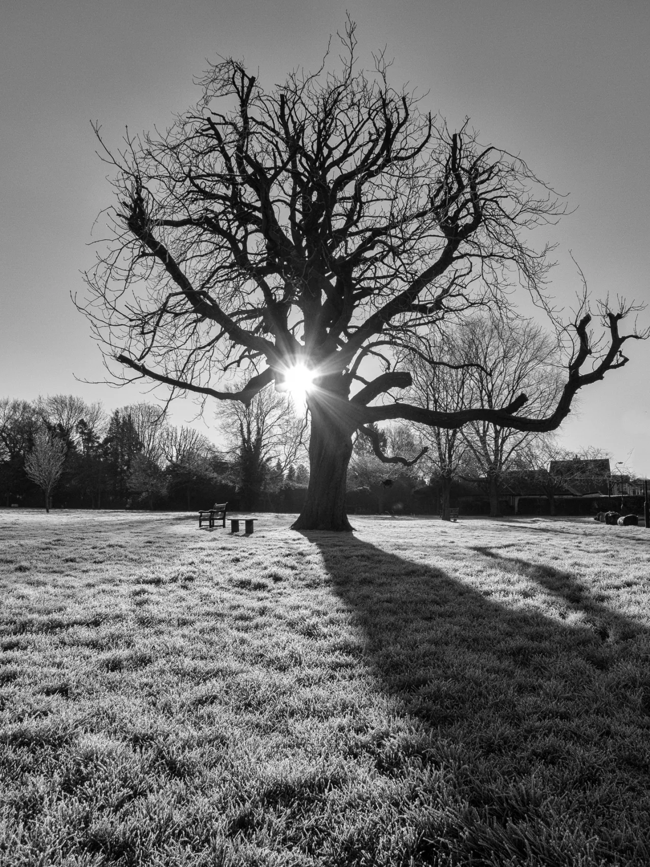 The old horse chestnut tree on Bradmore Green in Old Coulsdon, backlit at sunrise