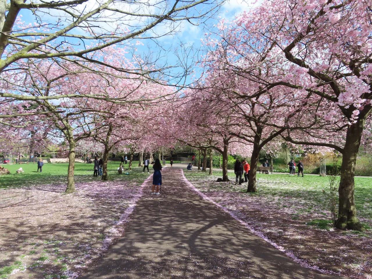 A path lined with blossoming cherry trees in Ravenscourt Park, with visitors walking through