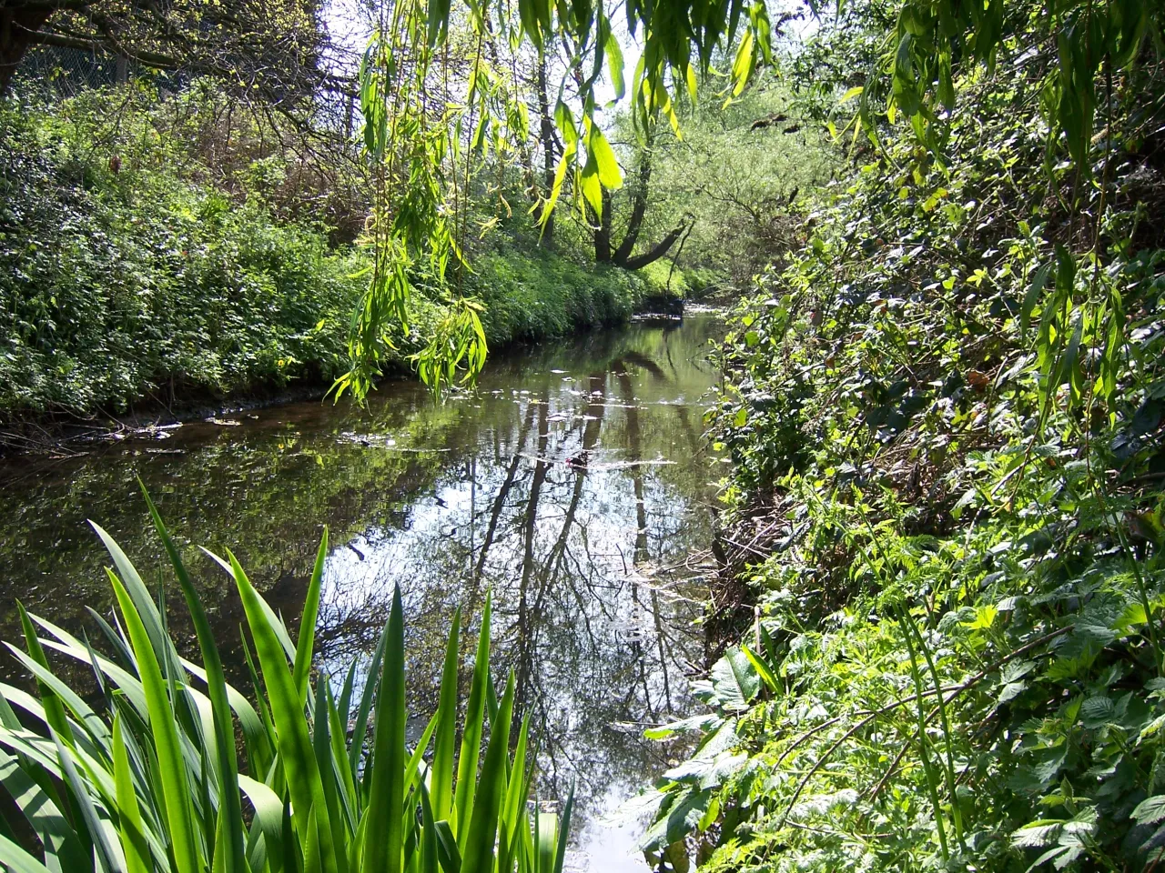 The Yeading Brook flowing through Ruislip Gardens