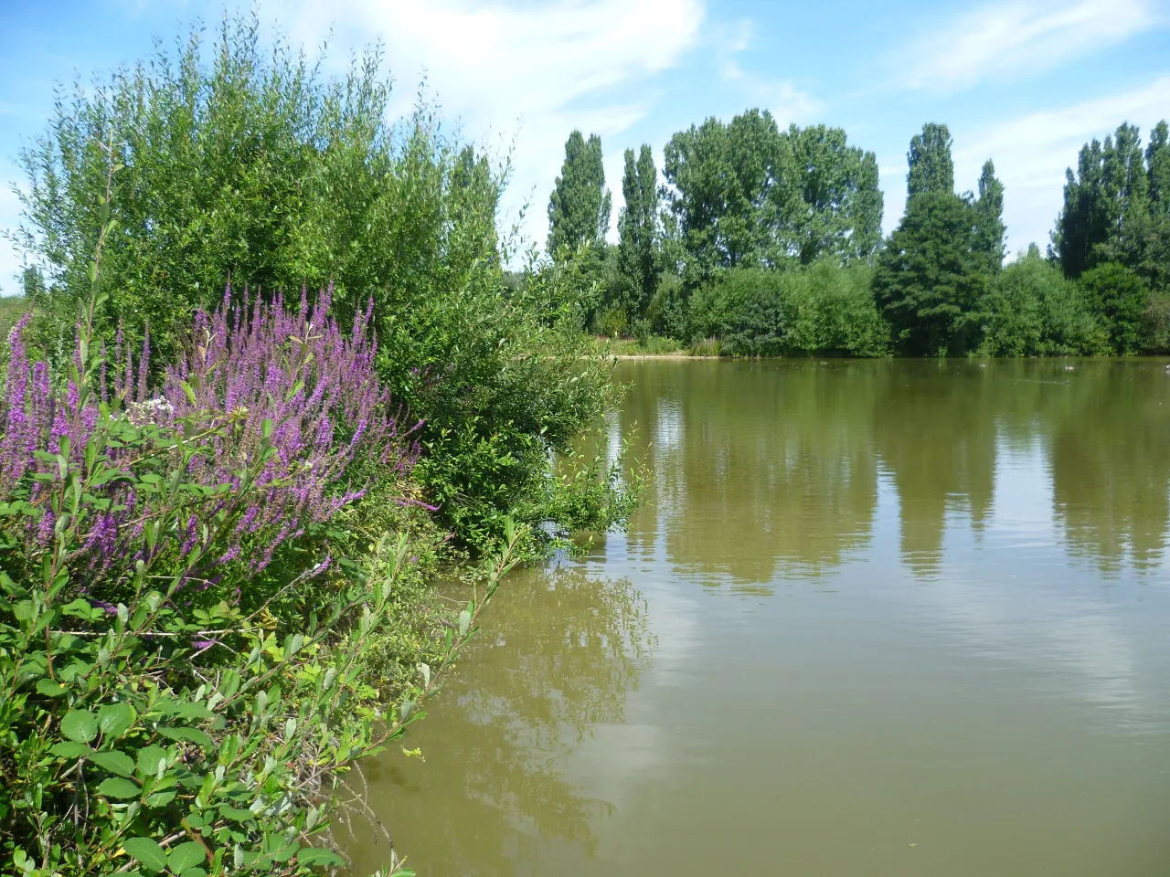 The lake at South Norwood Country Park, with wildflowers on the bank