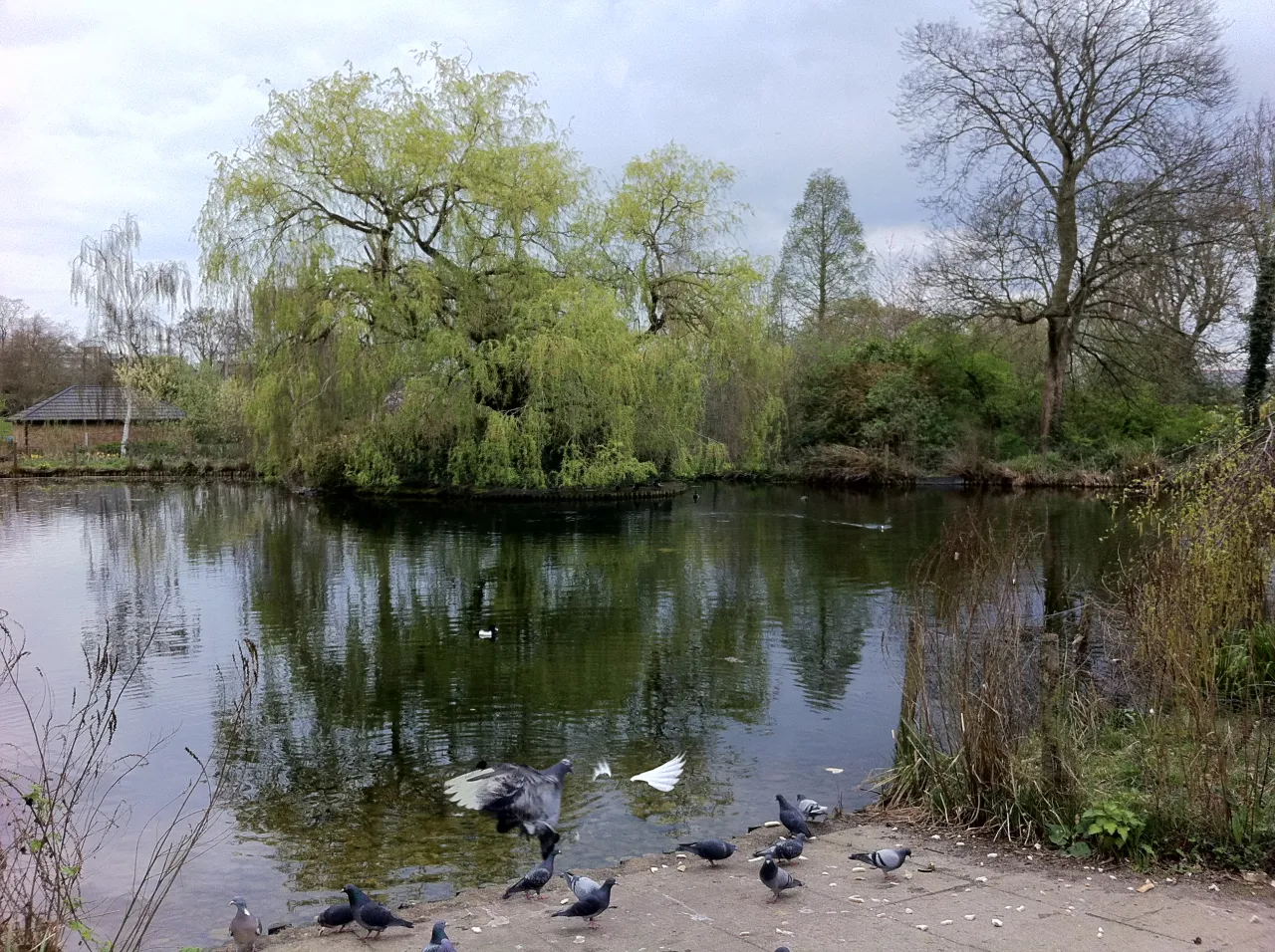 The lake in Sydenham Wells Park, Upper Sydenham