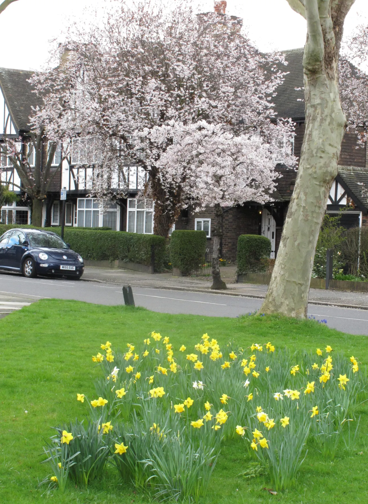 Mock-Tudor houses on the Hanger Hill Garden Estate in Acton, with daffodils and a flowering cherry tree on the green