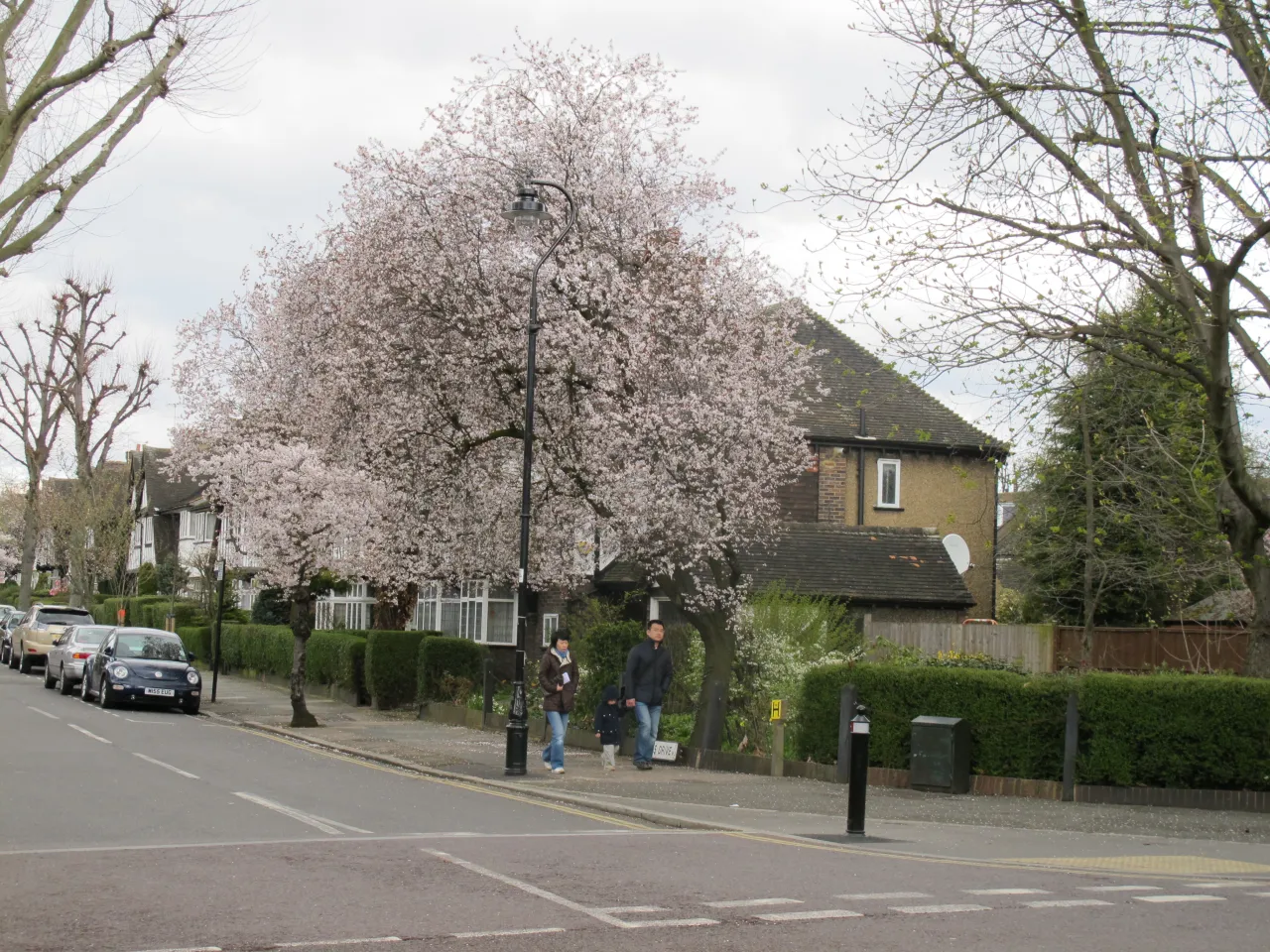 A residential street on the Hanger Hill Garden Estate in Acton, with mock-Tudor houses and cherry blossom